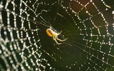 Les araignées comme guides spirituels