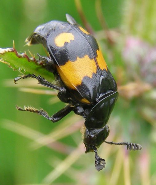La Vie, la Mort et le scarabée nécrophore